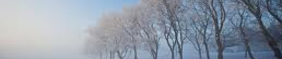 Snow-covered trees in a winter landscape under a clear sky.