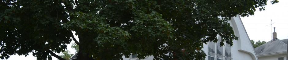 Green leafy tree branches with dense foliage.