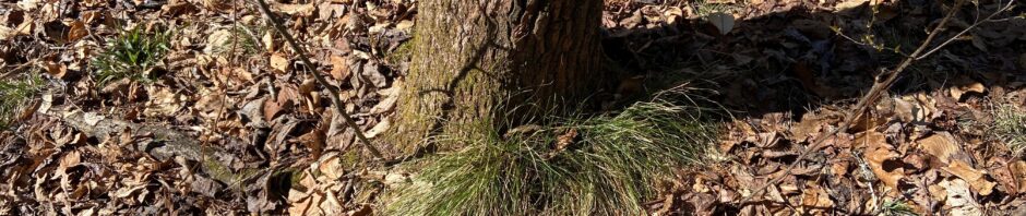 A tree trunk surrounded by dry leaves with a small green pine branch at its base.